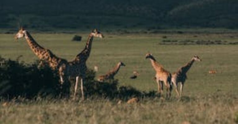 Top 10 Must-Visit Destinations in Kenya During This 2024 Festive Season