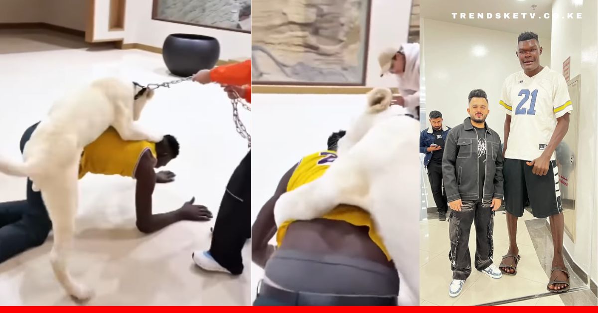 Bradley Marongo Playing with a Lioness in Dubai